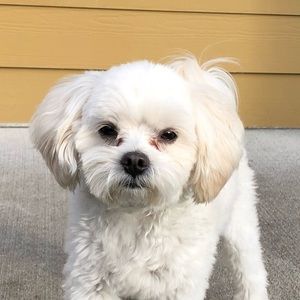 Meet your Posher, Diana